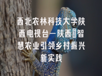 学术会议在线