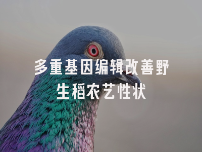 多重基因编辑改善野生稻农艺性状