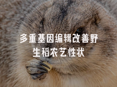 多重基因编辑改善野生稻农艺性状