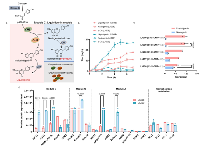 北理工团队在微生物细胞工厂合成黄酮类药物领域取得重要进展