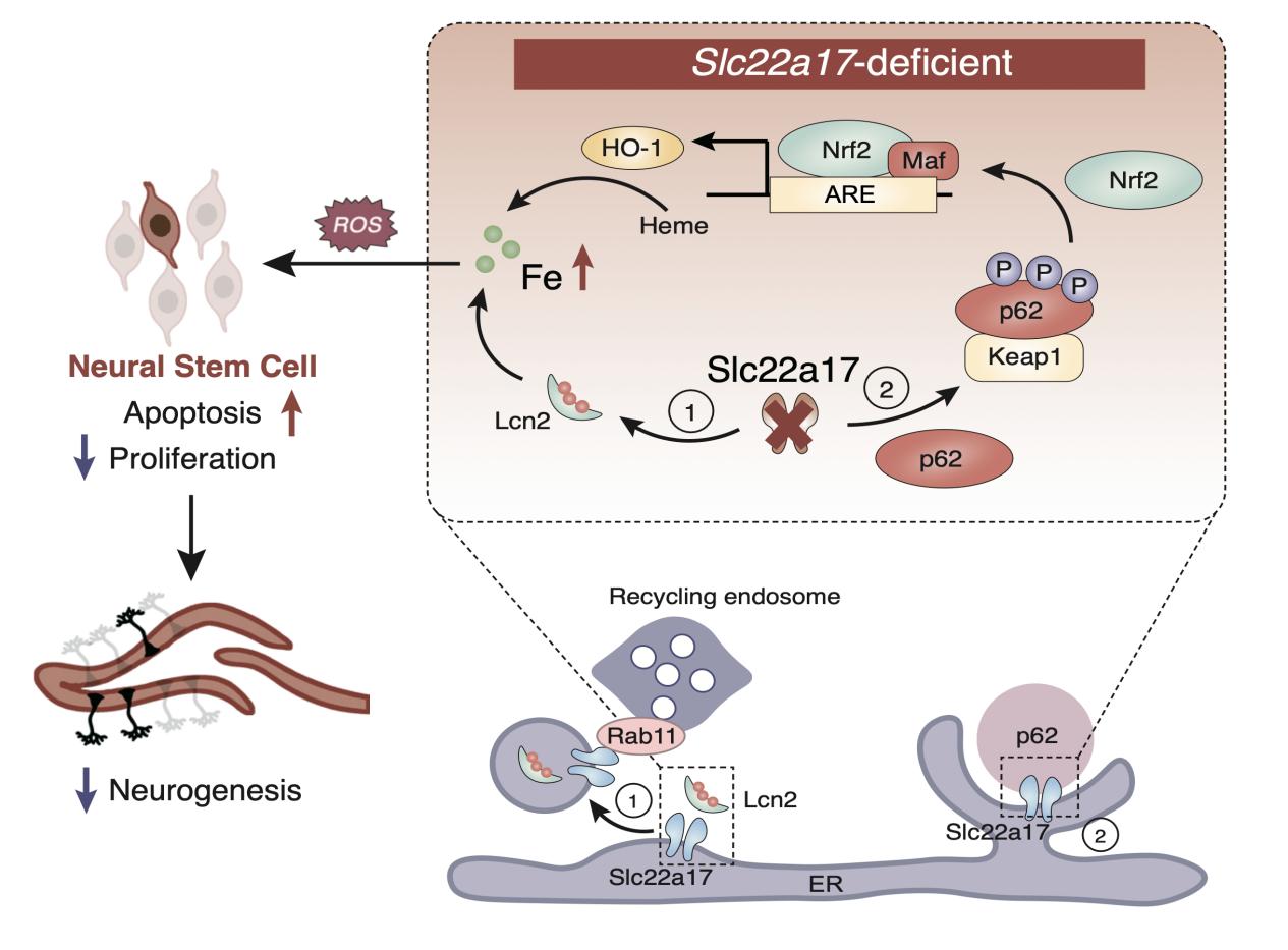 清华大学药学院陈立功团队揭示SLC22A17作为大脑海马体铁代谢和感应的关键转运蛋白维持神经发生