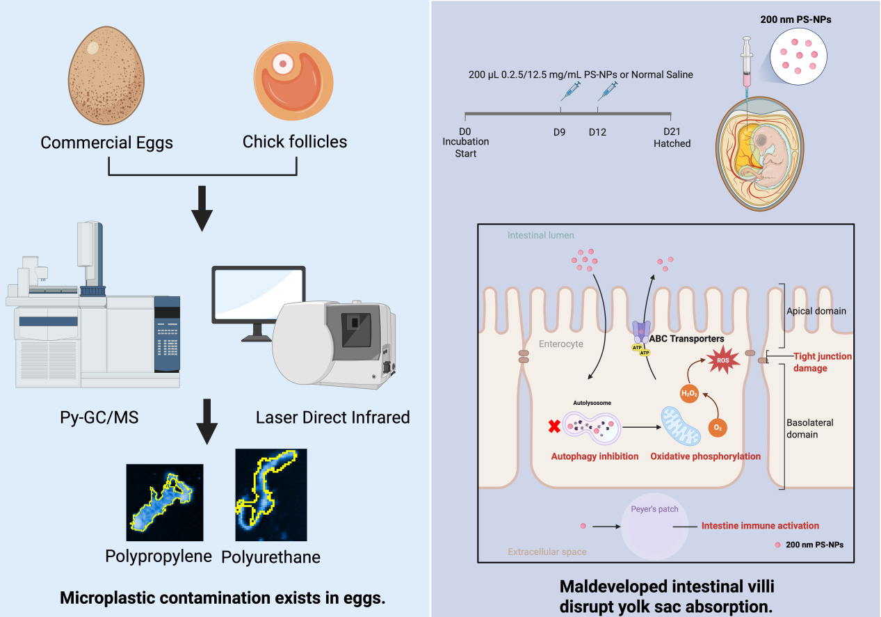 中国农业大学丨动物医学院刘天龙团队在聚苯乙烯微塑料影响鸡胚肠道稳态领域取得新进展
