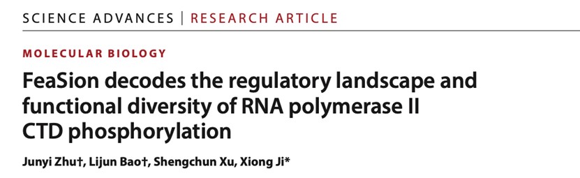 北京大学生命科学学院季雄团队提出FeaSion策略揭示RNA聚合酶磷酸化的特征调控与功能
