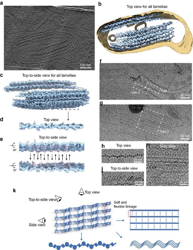 上海交大李丹课题组揭示PMEL组装聚集形成黑色素体的全新机制