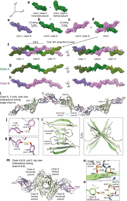 上海交大李丹课题组揭示PMEL组装聚集形成黑色素体的全新机制