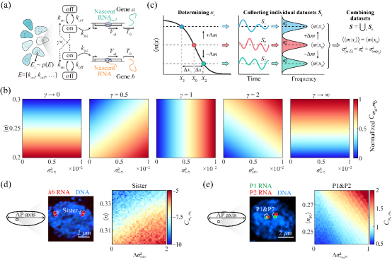 上海交大徐恒课题组通过构建新型噪声分解理论揭示基因间相互作用对基因转录相关涨落的影响