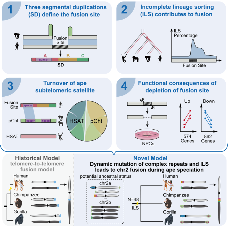 上海交大毛亚飞团队研究解开现代人染色体融合之谜