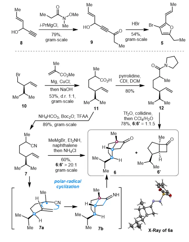 上海交大侯四化课题组JACS发文:首次全合成多环二萜Papililone A