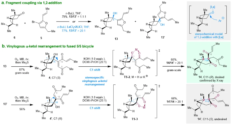 上海交大侯四化课题组JACS发文:首次全合成多环二萜Papililone A