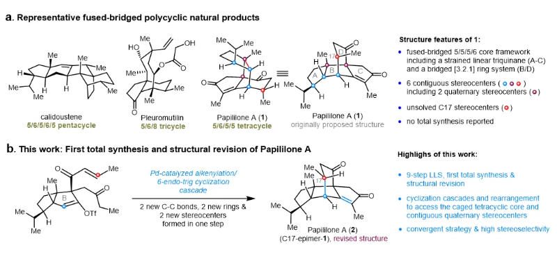 上海交大侯四化课题组JACS发文:首次全合成多环二萜Papililone A