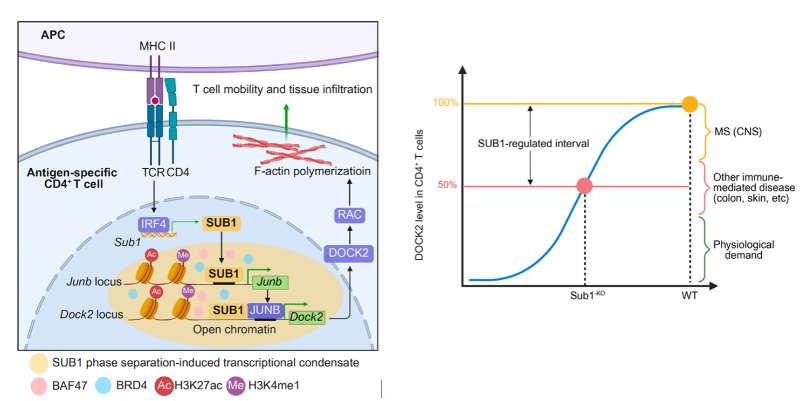 上海交大医学院基础医学院王锋团队揭示TCR-SUB1-DOCK2轴定量调控致病性CD4⁺ T细胞组织浸润诱发自身免疫疾病的新机制