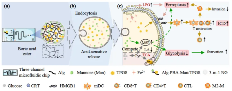 上海交大药学院郭圣荣课题组在Nano Research发表研究成果