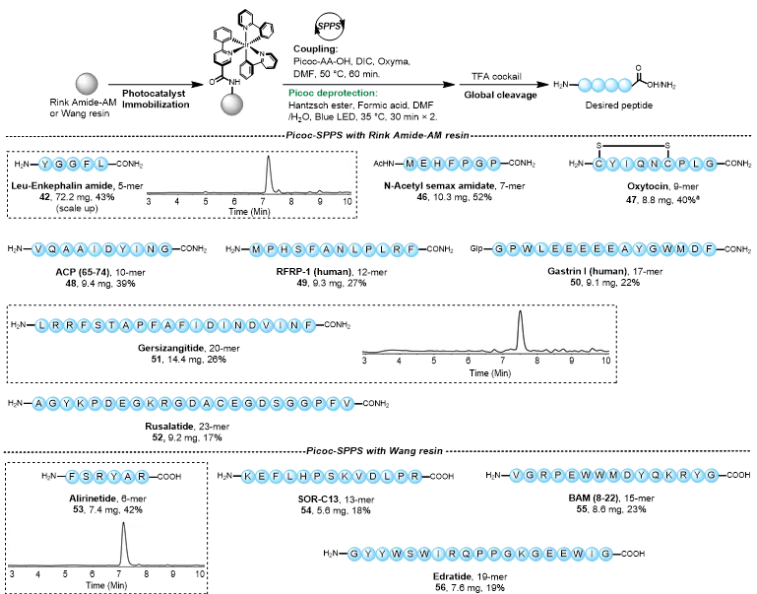 上海交大药学院王平课题组JACS发文：基于吡啶甲基的多肽合成新策略