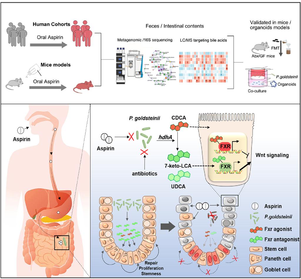 西安交大一附院研究获《细胞》出版社2024年“最受欢迎中国论文奖”