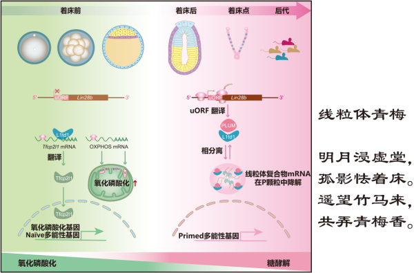 研究发现新“暗物质蛋白”作为胚胎发育命运的细胞质“开关”
