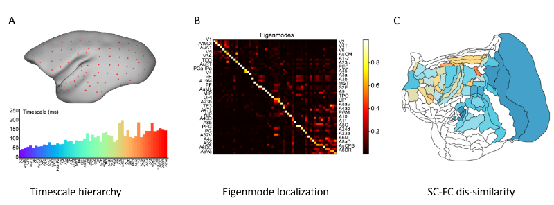 上海交大李松挺团队及合作者在《自然·通讯》发表最新成果揭示狨猴大脑的时间层级与关键动力学机制