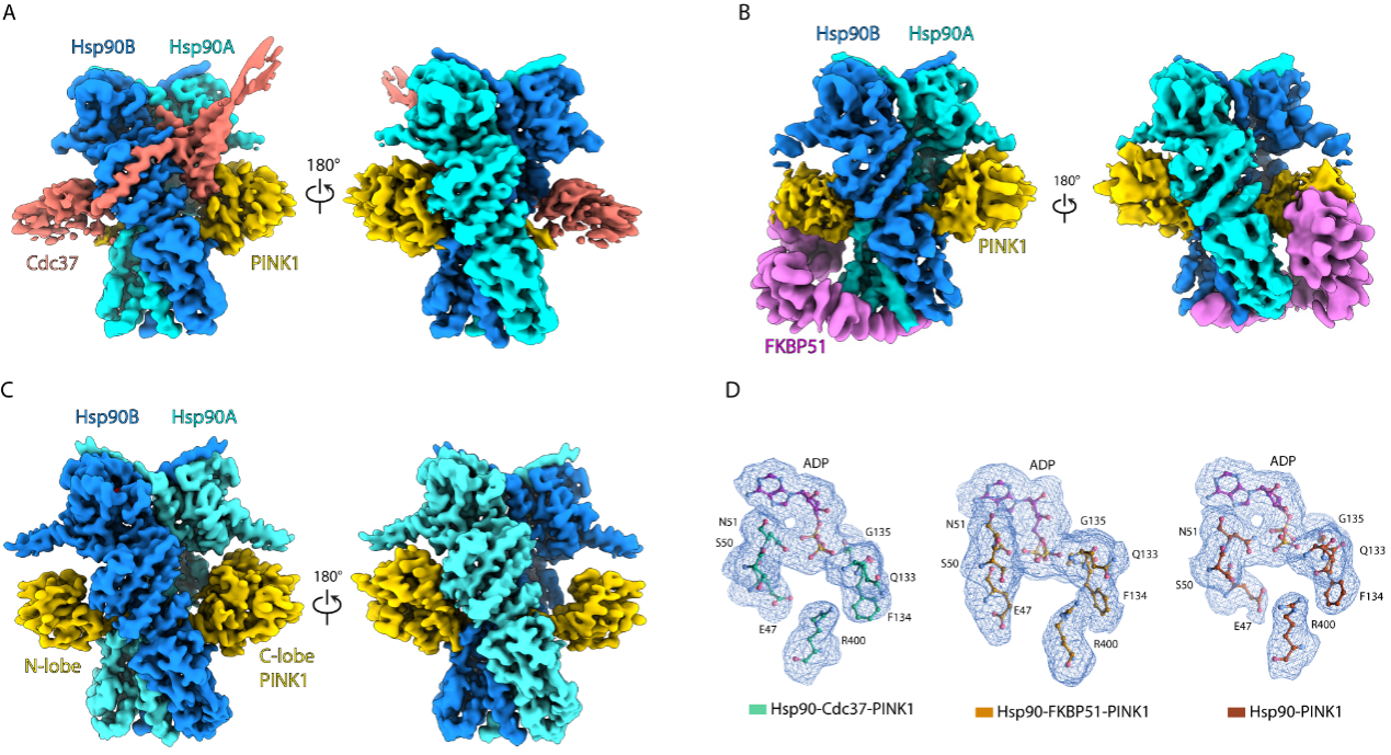清华大学生命学院隋森芳课题组合作揭示Hsp90分子机器调控PINK1的分子机制