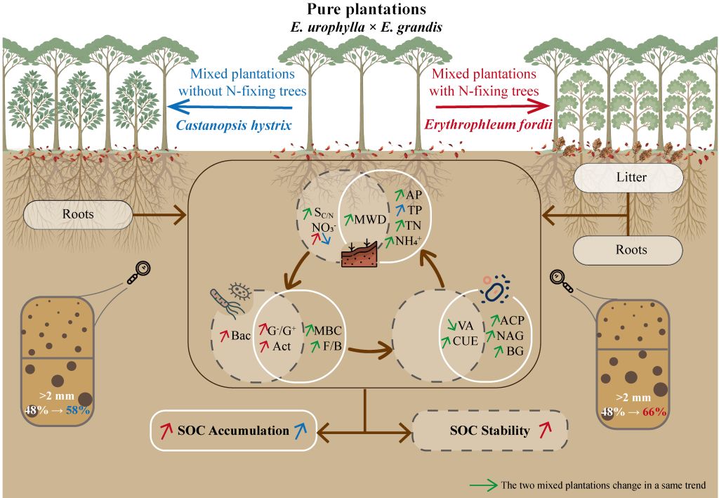 速生树木所在桉树人工林土壤固碳潜力提升机制研究中取得新进展