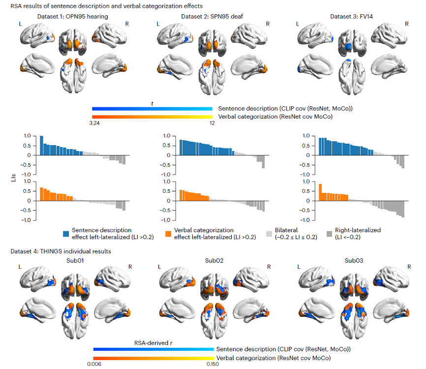北京大学心理与认知科学学院毕彦超、朱毅鑫课题组揭示语言通过左侧角回通路调制人类视觉表征