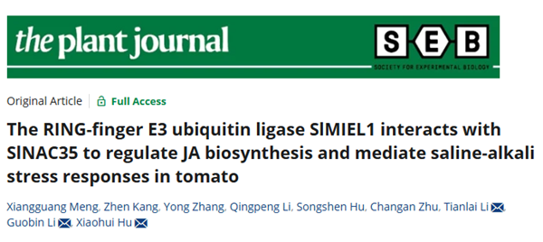 西北农林科技大学（768）园艺学院胡晓辉教授课题组揭示SlNAC35-SlMIEL1模块调控番茄耐盐碱胁迫的分子机理