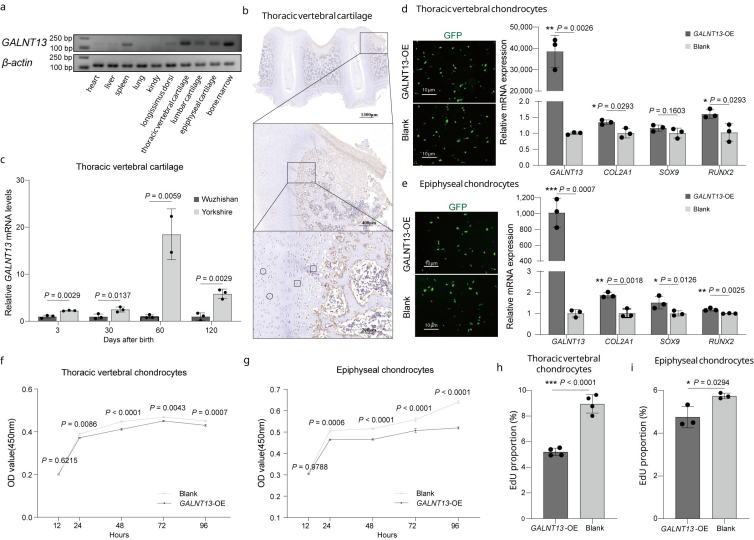 中国农业大学动科学院方美英教授团队在《自然·遗传》发表猪T2T参考基因组 深入解析猪群体结构与体型选择的遗传基础