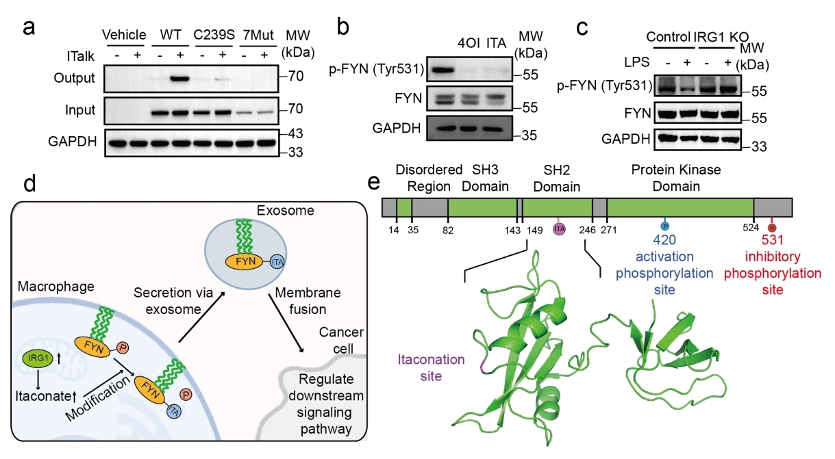 清华大学药学院秦为课题组合作开发新型化学蛋白质组学技术解析衣康酸修饰分泌蛋白