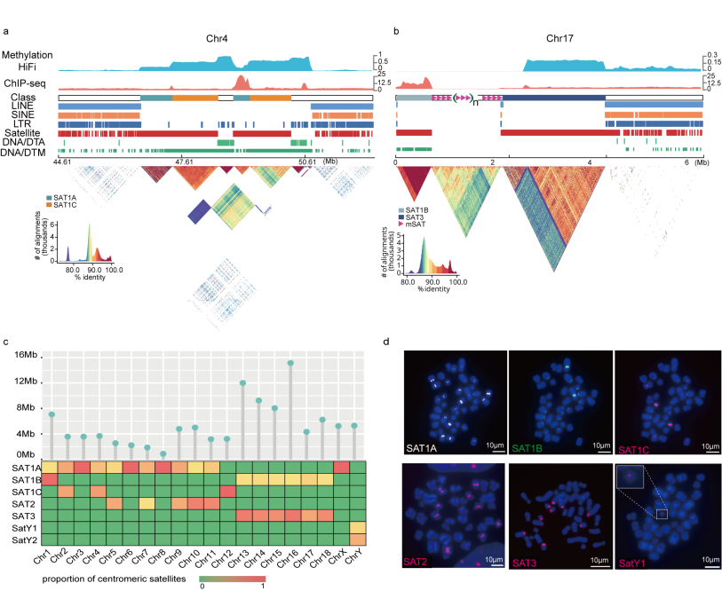 中国农业大学动科学院方美英教授团队在《自然·遗传》发表猪T2T参考基因组 深入解析猪群体结构与体型选择的遗传基础