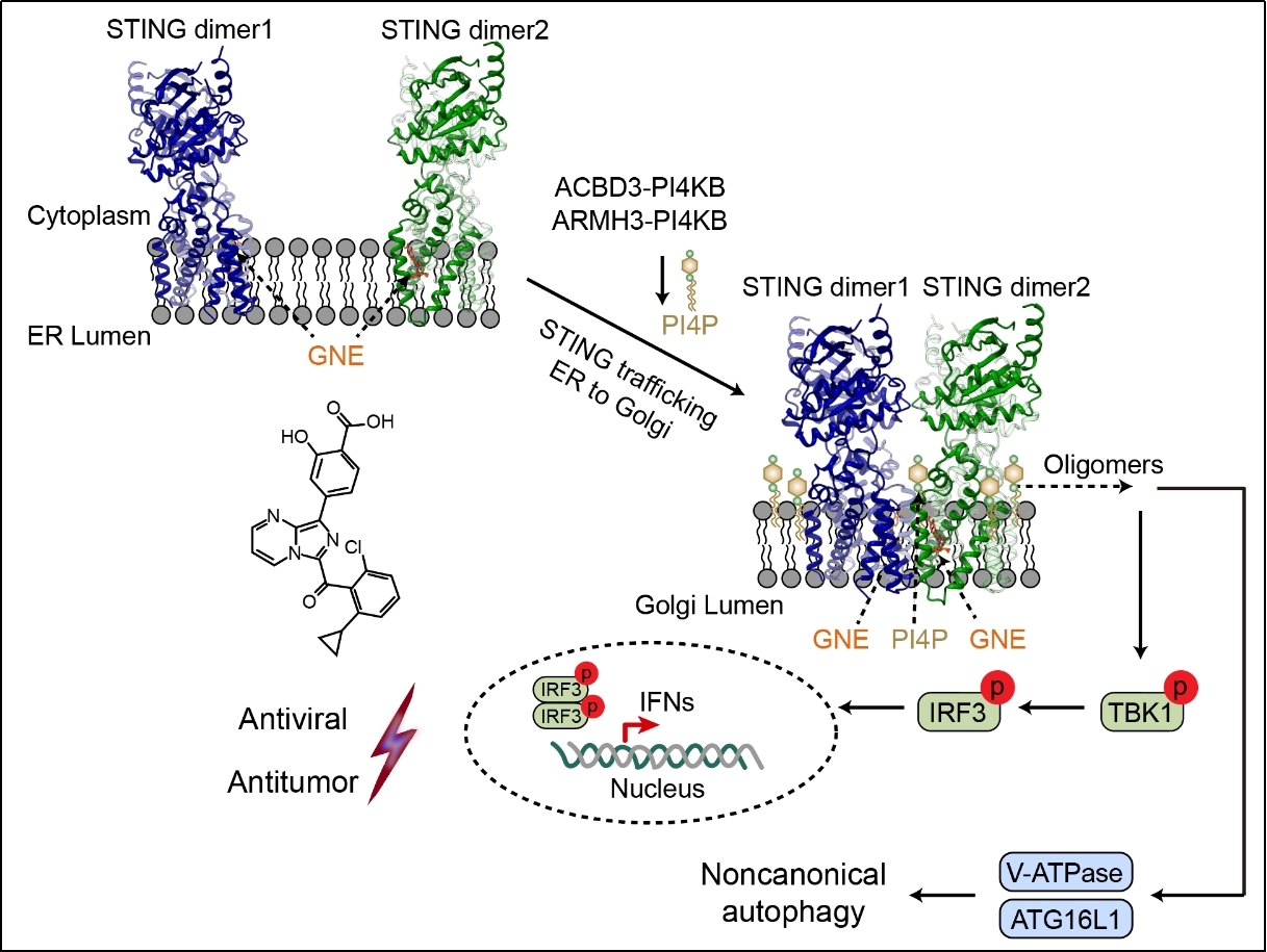 清华大学药学院张从刚、刘翔宇合作发现新型STING激动剂并揭示其作用机制