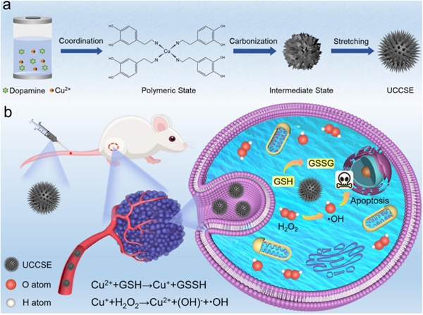 研究构建出新型海胆状铜单原子纳米酶