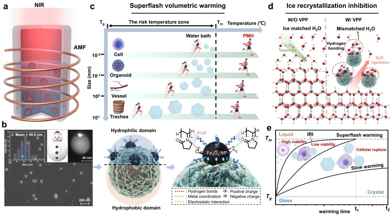 清华大学深圳国际研究生院耿洪亚团队在跨尺度生物样本冷冻保存领域取得新进展