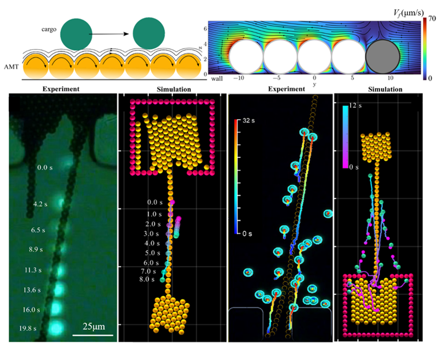 东南大学李全团队在《先进材料》上发表微型机器人最新研究成果