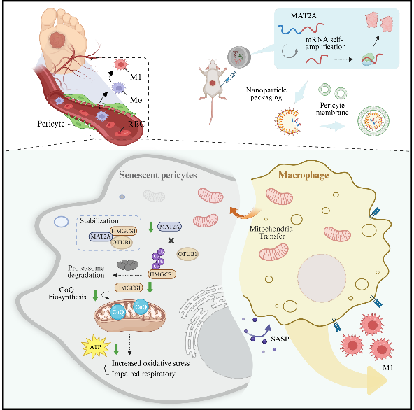 中山大学唐冰唐庆教授团队研究代谢调控与创面再生取得新进展