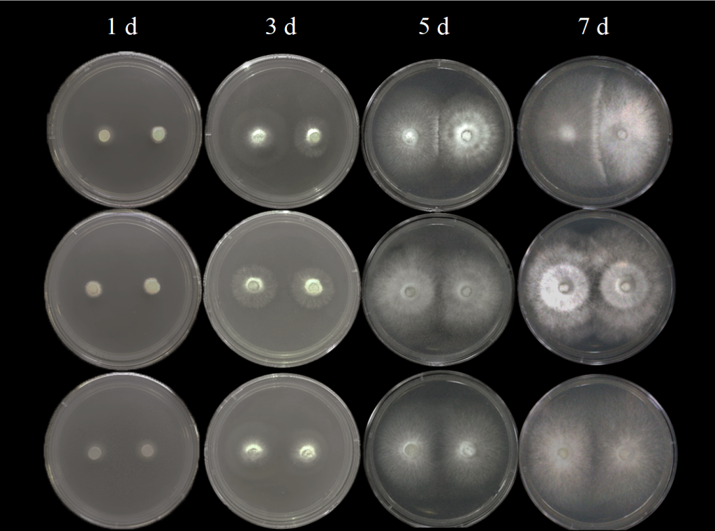 森环森保所筛选出高效抑制松材线虫的复合木腐菌