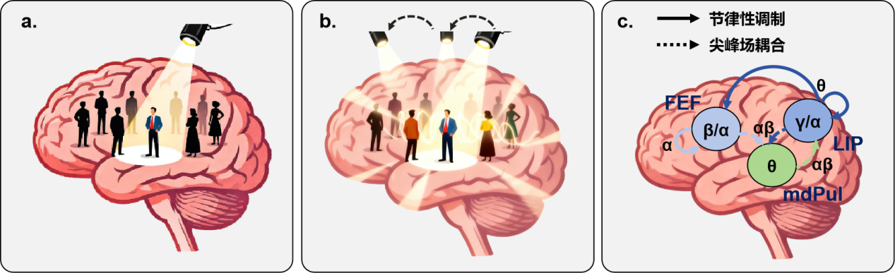 研究揭示视觉意识如何调节注意“聚光灯”的节律采样