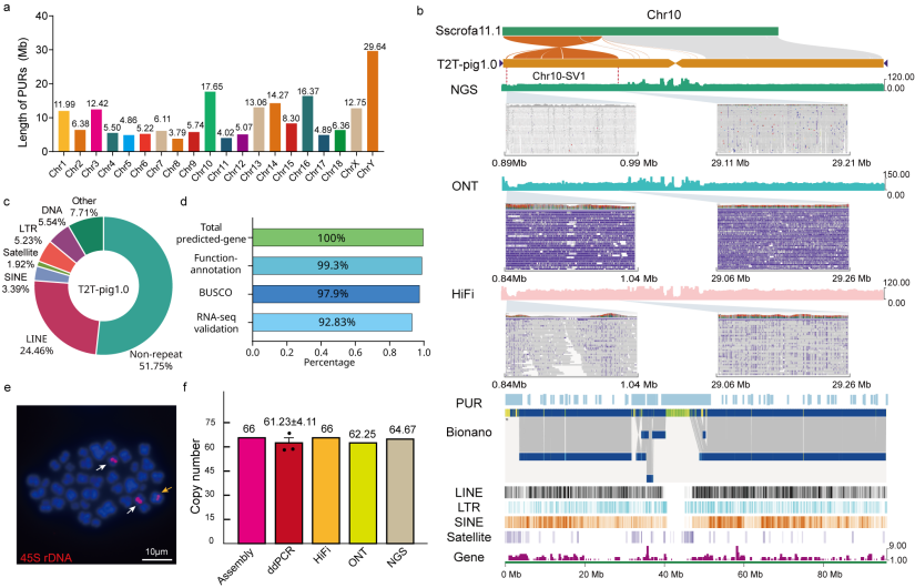 中国农业大学动科学院方美英教授团队在《自然·遗传》发表猪T2T参考基因组 深入解析猪群体结构与体型选择的遗传基础