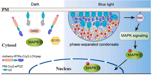 清华大学生命学院李丕龙团队利用两类蓝光敏感蛋白的协同作用开发出新光控相分离系统