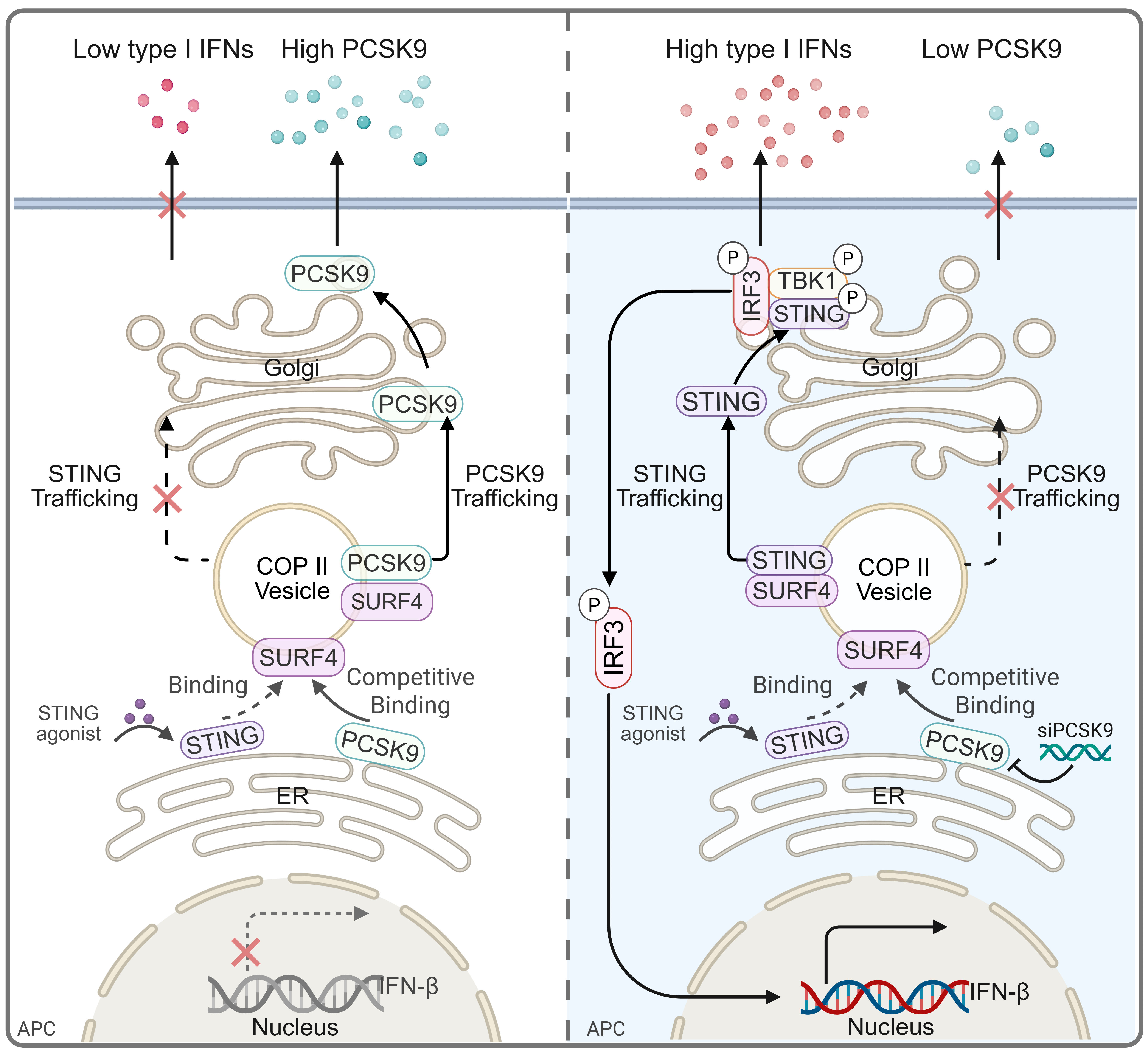 清华大学药学院蒯锐、张从刚课题组合作报道沉默PCSK9增强天然免疫激活的分子机制及重塑机体STING时空激活特征的方法