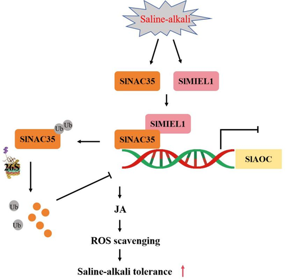 西北农林科技大学（768）园艺学院胡晓辉教授课题组揭示SlNAC35-SlMIEL1模块调控番茄耐盐碱胁迫的分子机理
