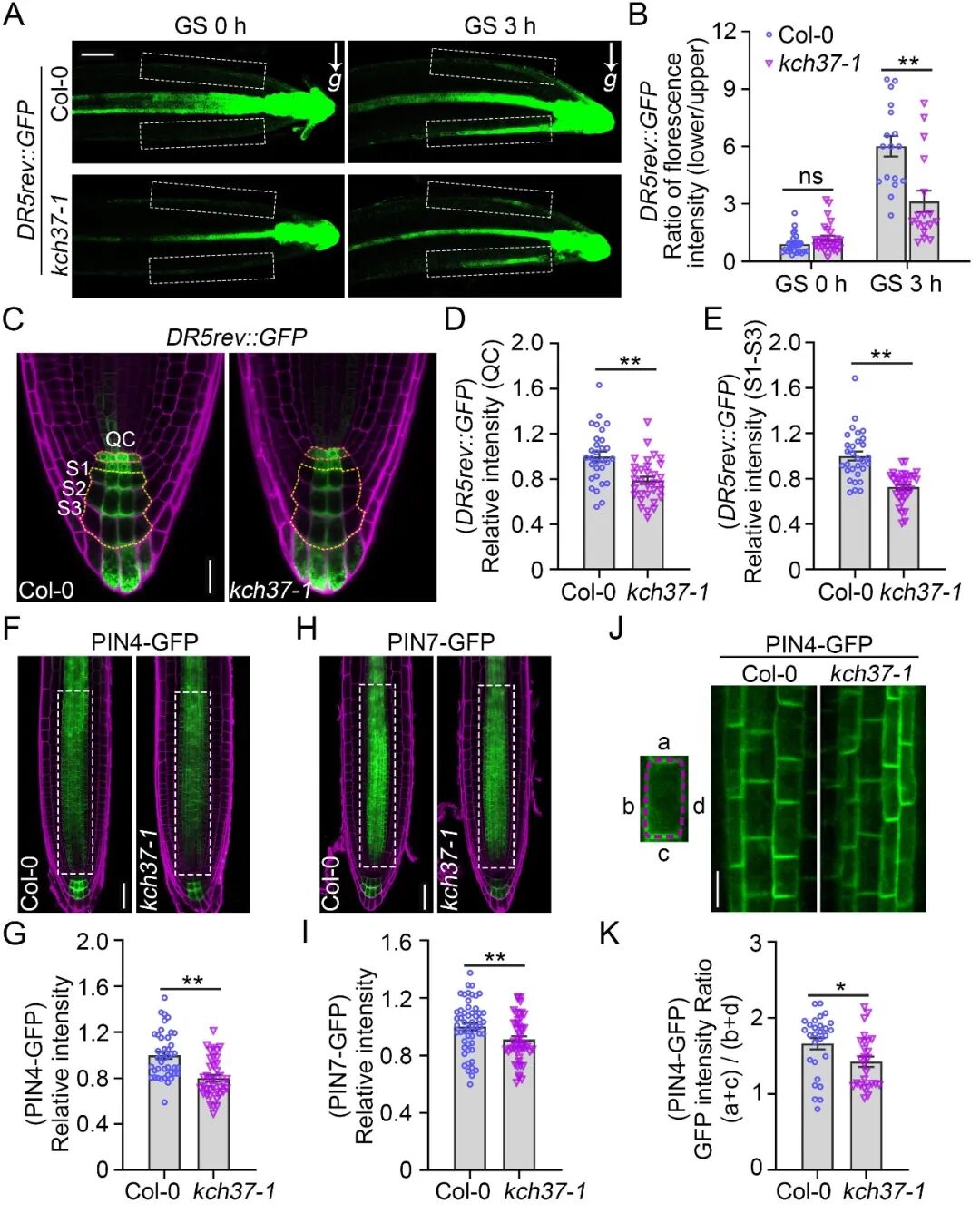 清华大学​生命学院陈浩东课题组合作揭示细胞骨架调控植物根向重力性的新机制
