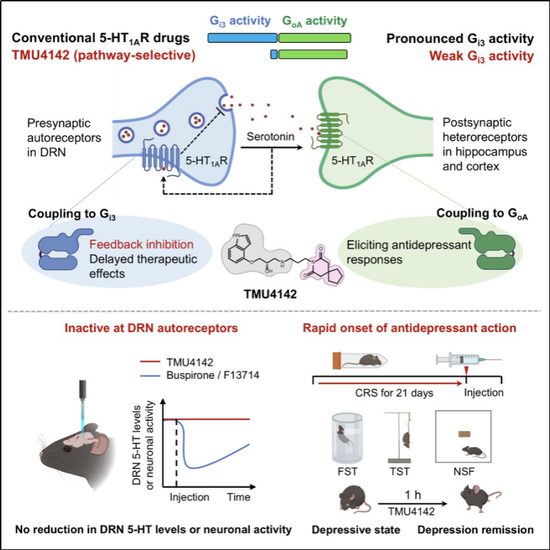 Cell杂志刊发—— 曹灿/薛天/陈贺团队开发出可以摆脱中缝背核负反馈抑制的快速抗抑郁药物