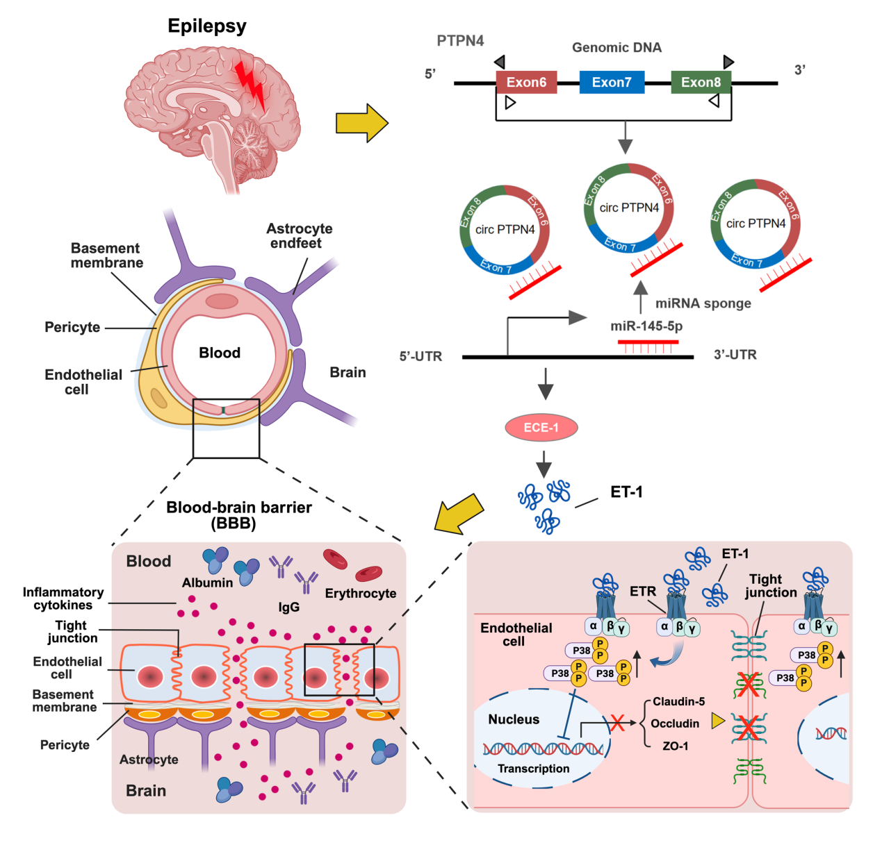 东南大学朱新建课题组在《Advanced Science》发表最新研究成果