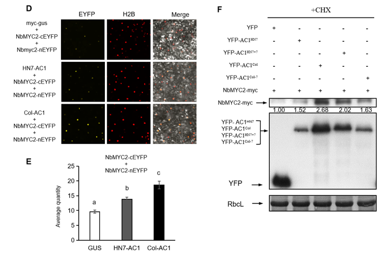 研究阐明“双生病毒—宿主—媒介昆虫”三者互作新机制