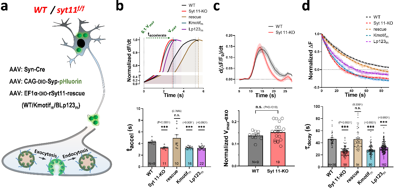 西安交大徐华栋/王昌河团队揭示神经元兴奋-分泌偶联平衡新机制