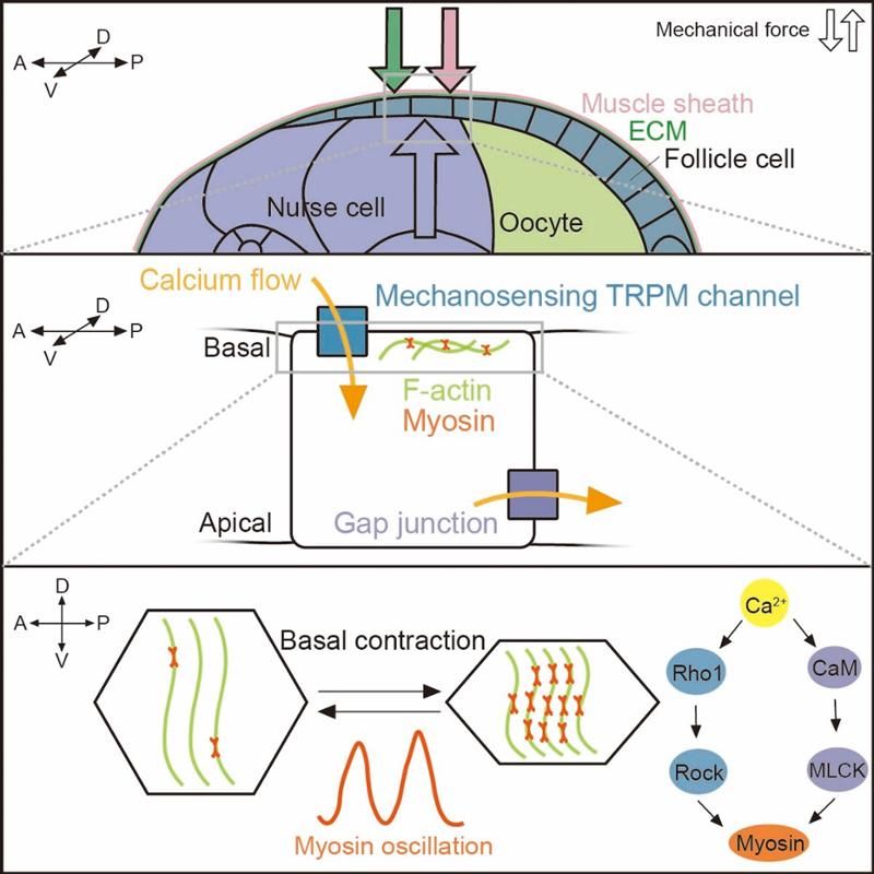 南京大学医学院陈炯王衡团队揭示组织生长产生的“内在压力”塑造器官形态的新机制