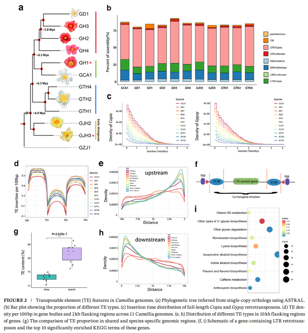 亚林所科研团队在山茶属花色多样性研究中取得新进展
