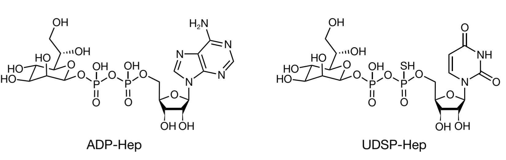 清华大学生物医学交叉研究院邵峰实验室发现激活胞质免疫受体ALPK1可触发抗肿瘤免疫