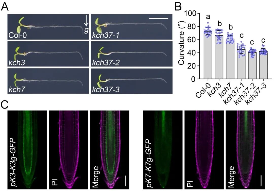清华大学​生命学院陈浩东课题组合作揭示细胞骨架调控植物根向重力性的新机制