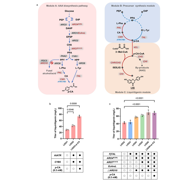 北理工团队在微生物细胞工厂合成黄酮类药物领域取得重要进展