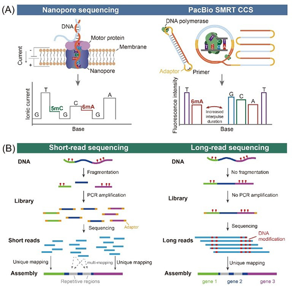 中国海洋大学在染色质解析与表观遗传编辑研究领域取得新进展