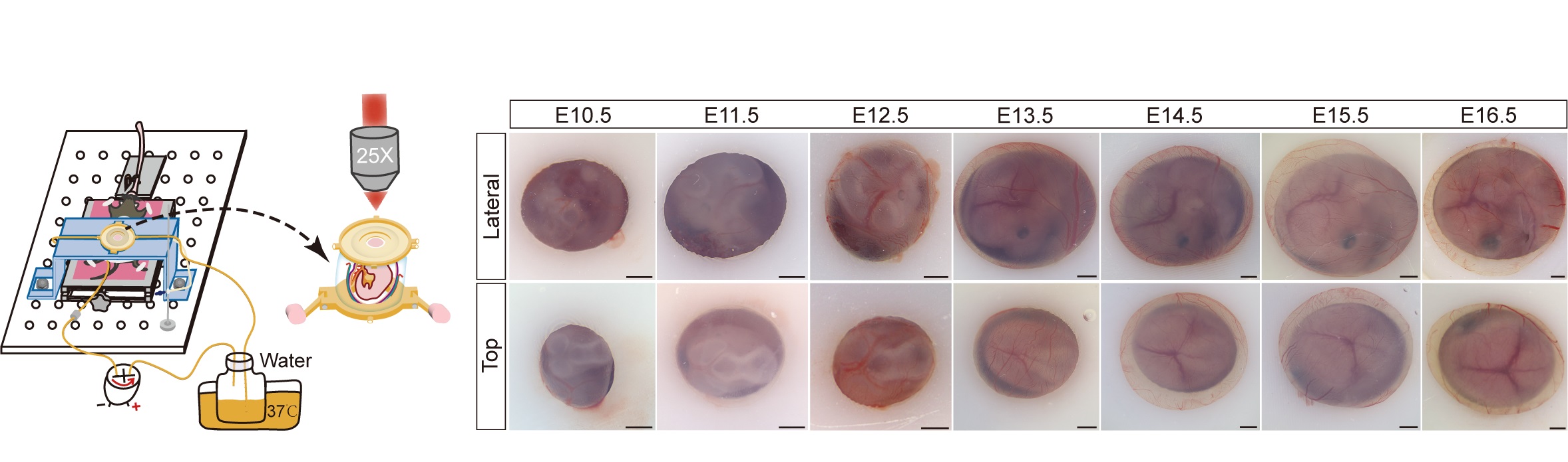 清华大学生命学院米达团队合作实现哺乳动物发育大脑中神经元与免疫细胞动态的活体观察